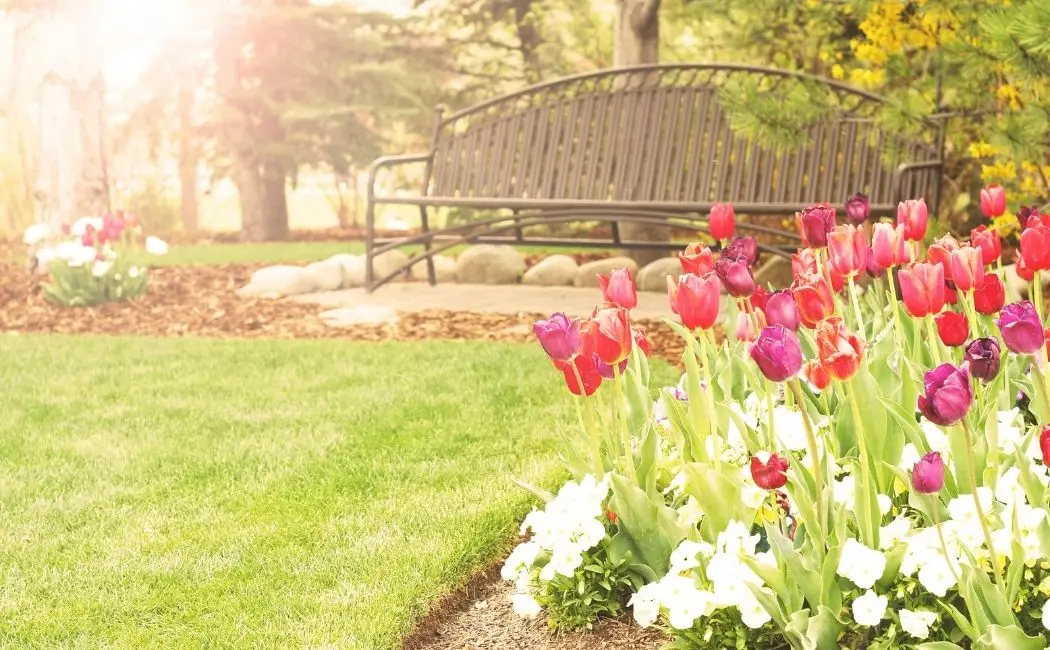 Tulipan – piękne kwiaty idealne do twojego ogrodu