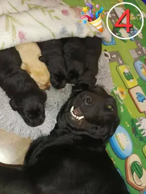 Grafika promocyjna wydarzenia Wizyta w Urzędzie Miasta Inowrocławia — Mikasa & Kuba