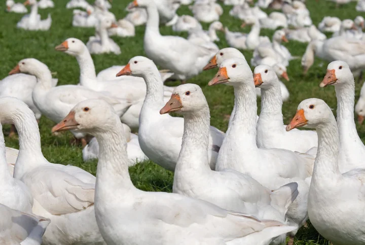 Wojewoda wprowadza ograniczenia po wykryciu HPAI w powiatach inowrocławskim i mogileńskim
