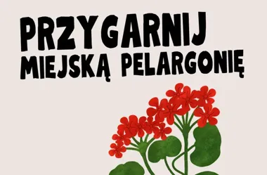 Miejskie kwiaty trafią do mieszkańców Inowrocławia. Podano termin odbioru