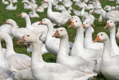 Wojewoda wprowadza ograniczenia po wykryciu HPAI w powiatach inowrocławskim i mogileńskim