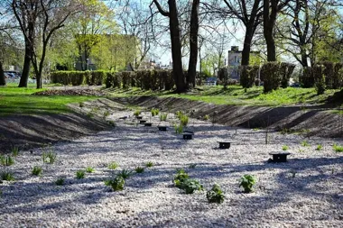 Ogród deszczowy w Inowrocławiu już gotowy. Jeszcze urośnie w siłę