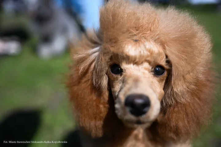 Stadion pełen psich gwiazd. W Inowrocławiu wybrano najpiękniejszego psa