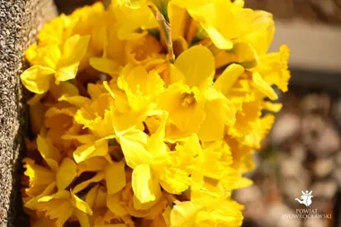 Żonkile w lapidarium przypomniały o powstaniu w getcie warszawskim